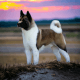 Akita Puppies for sale in Texas City, TX, USA. price: $3,900