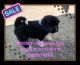 Akita Puppies for sale in Pinon Hills, CA 92372, USA. price: NA