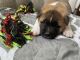 Akita Puppies for sale in St. Louis, MO, USA. price: $850