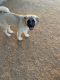Akita Puppies for sale in Apple Valley, CA, USA. price: NA