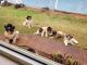 Akita Puppies for sale in Wailua, HI 96746, USA. price: $500