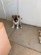Akita Puppies for sale in Apple Valley, CA, USA. price: $550