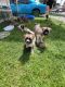 Akita Puppies for sale in Niskayuna, NY 12309, USA. price: $1,250