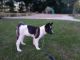 Akita Puppies for sale in Cleveland, OH, USA. price: $800