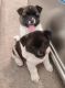 Akita Puppies for sale in Spring, TX 77373, USA. price: $1,500