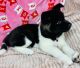 Akita Puppies for sale in Kent, WA 98042, USA. price: $2,100