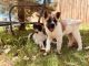 Akita Puppies for sale in Tularosa, NM 88352, USA. price: $2,000