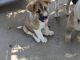Akita Puppies for sale in Harlem, GA 30814, USA. price: $1,000
