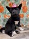 Akita Puppies for sale in Kent, WA 98042, USA. price: $1,400