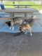 Akita Puppies for sale in Henderson, NV, USA. price: $500