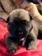 Akita Puppies for sale in Vallejo, CA, USA. price: $800