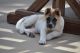 Akita Puppies for sale in Temecula, CA, USA. price: $1,600
