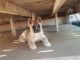 Akita Puppies for sale in Bennington, KS 67422, USA. price: $500