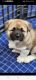 Akita Puppies for sale in Detroit, MI 48220, USA. price: $1,800