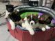 Akita Puppies for sale in Dallas, TX, USA. price: $2,000