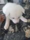 Akita Puppies for sale in Lancaster, OH 43130, USA. price: $1,100
