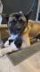 Akita Puppies for sale in Springfield, MA, USA. price: $1,200