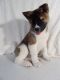 Akita Puppies for sale in Dalton, OH 44618, USA. price: $1,000