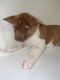 Akita Puppies for sale in Dalton, OH 44618, USA. price: $1,000
