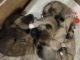 Akita Puppies for sale in Stanwood, WA 98292, USA. price: $1,200