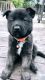 Akita Puppies for sale in Vallejo, CA, USA. price: $500