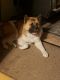 Akita Puppies for sale in Chiloquin, OR 97624, USA. price: $2,000