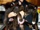 Akita Puppies for sale in Longview, TX, USA. price: $1,000
