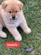 Akita Puppies for sale in Genoa City, WI, USA. price: $1,500