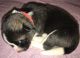 Akita Puppies for sale in Williston, MD 21629, USA. price: $1,500