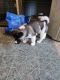 Akita Puppies for sale in Sabina, OH 45169, USA. price: $500