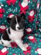 Akita Puppies for sale in Northglenn, Colorado. price: $700
