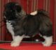 Akita Puppies for sale in San Antonio, Texas. price: $400