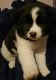 Akita Puppies for sale in Twin Lakes, WI, USA. price: $400