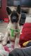 Akita Puppies for sale in Sanborn, NY 14132, USA. price: $400