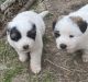 Akita Puppies