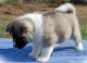 Akita Puppies for sale in Weldon Springs, Weldon Spring, MO, USA. price: NA