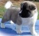 Akita Puppies for sale in Scott City, MO, USA. price: $400