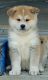 Akita Puppies for sale in San Bernardino, California. price: $750