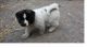 Akita Puppies for sale in Bedford, Bedford, UK. price: 250 GBP