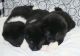 Akita Puppies for sale in Tulsa, Oklahoma. price: $1,475