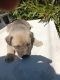 Akita Puppies for sale in Hesperia, California. price: $75