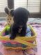 Akita Puppies for sale in Las Vegas, Nevada. price: $1,500