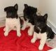 Akita Puppies for sale in Springfield, IL, USA. price: NA