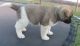 Akita Puppies for sale in Walker Springs, AL 36545, USA. price: NA