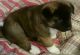 Akita Puppies for sale in Abilene, TX, USA. price: NA