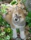 Akita Puppies for sale in Yorktown Heights, NY 10598, USA. price: NA