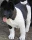 Akita Puppies for sale in Bay, AR 72411, USA. price: NA