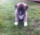 Akita Puppies for sale in Hardin, KY, USA. price: NA