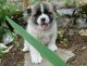 Akita Puppies for sale in Bakersfield, CA, USA. price: $450
