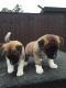 Akita Puppies for sale in Bison, SD 57620, USA. price: NA